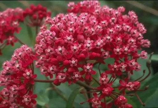 Swamp milkweed, Flowers Seed, Asclepias incarnata - Caribbean garden seed