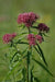Swamp milkweed, Flowers Seed, Asclepias incarnata - Caribbean garden seed