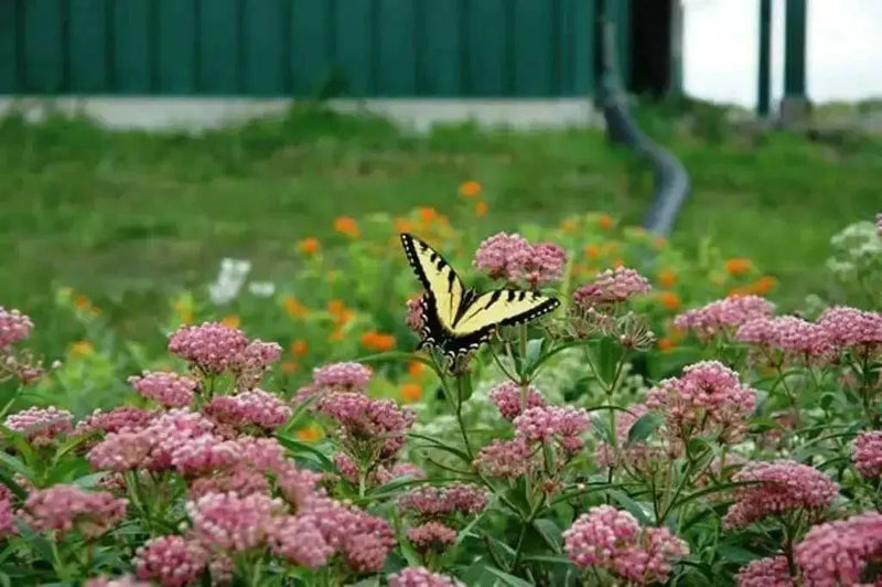 Swamp milkweed, Flowers Seed, Asclepias incarnata - Caribbean garden seed