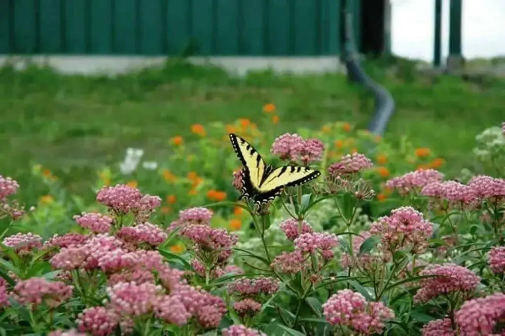 Swamp milkweed, Flowers Seed, Asclepias incarnata - Caribbean garden seed