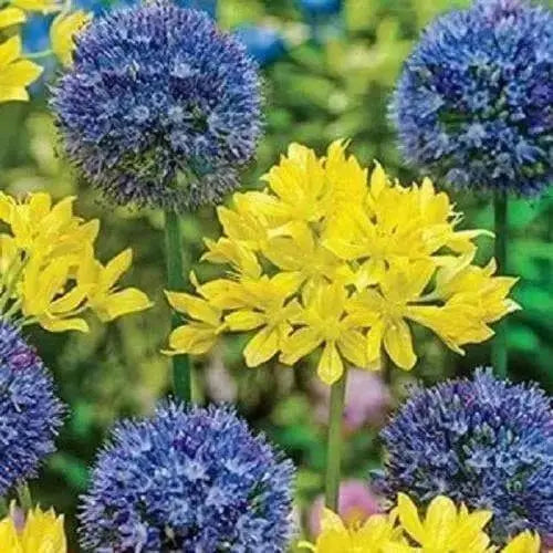 Swedish Flag Allium Mix,Yellow and Blue Allium .Size 5/7 cm Perennial - Caribbean garden seed