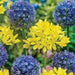 Swedish Flag Allium Mix,Yellow and Blue Allium .Size 5/7 cm Perennial - Caribbean garden seed