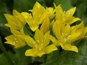 Swedish Flag Allium Mix,Yellow and Blue Allium .Size 5/7 cm Perennial - Caribbean garden seed