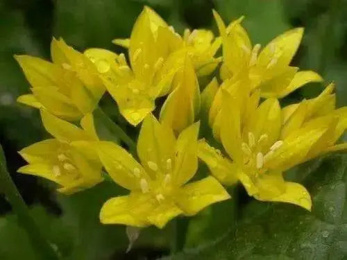 Swedish Flag Allium Mix,Yellow and Blue Allium .Size 5/7 cm Perennial - Caribbean garden seed