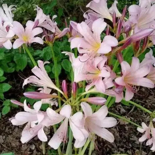 Surprise lily ( 1 BULB ) lycoris squamigera - Caribbean garden seed