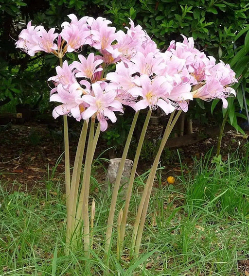 Surprise lily ( 1 BULB ) lycoris squamigera - Caribbean garden seed