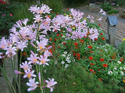 Surprise lily ( 1 BULB ) lycoris squamigera - Caribbean garden seed