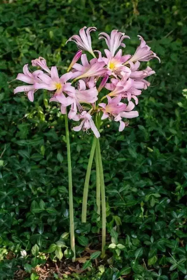 Surprise lily ( 1 BULB ) lycoris squamigera - Caribbean garden seed