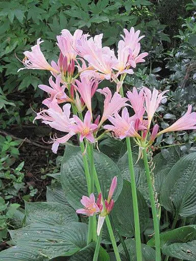 Surprise lily ( 1 BULB ) lycoris squamigera - Caribbean garden seed