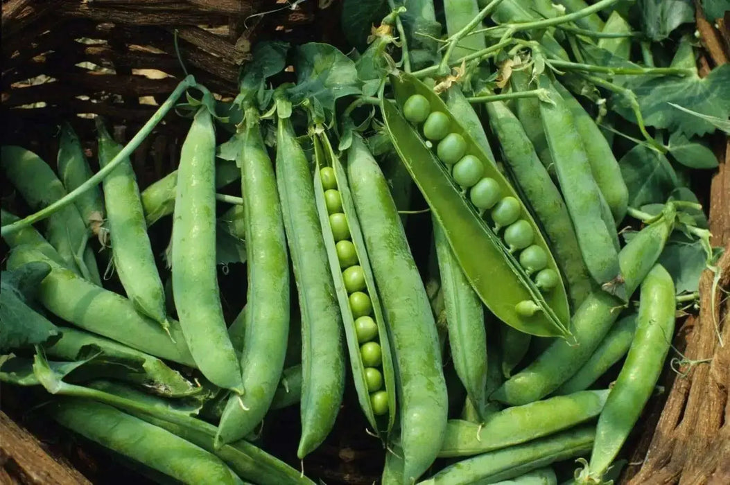 Super Sweet  Green Arrow Peas seed~ Organically Grown .shelling peas - Caribbean garden seed