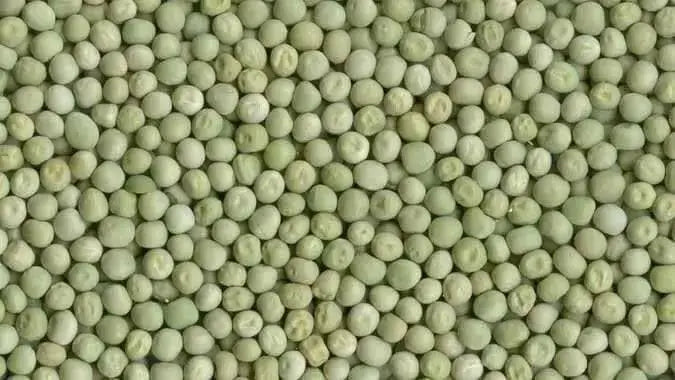 Super Sweet  Green Arrow Peas seed~ Organically Grown .shelling peas - Caribbean garden seed