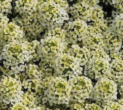 SWEET Alyssum Seeds - Lemonade, PERENNIAL FLOWERS - Caribbean garden seed