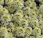 SWEET Alyssum Seeds - Lemonade, PERENNIAL FLOWERS - Caribbean garden seed