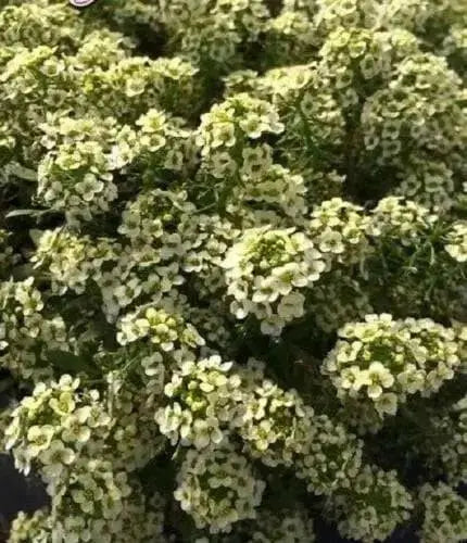 SWEET Alyssum Seeds - Lemonade, PERENNIAL FLOWERS - Caribbean garden seed