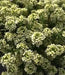 SWEET Alyssum Seeds - Lemonade, PERENNIAL FLOWERS - Caribbean garden seed