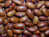 Swedish Brown Beans, annual garden vegetable - Caribbean garden seed