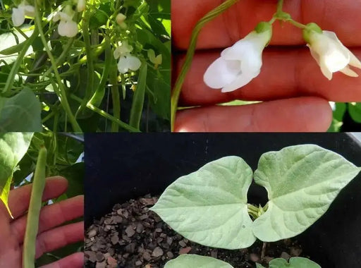Swedish Brown Beans, annual garden vegetable - Caribbean garden seed