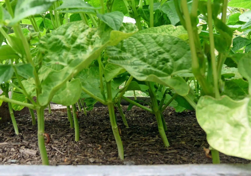 Swedish Brown Beans, annual garden vegetable - Caribbean garden seed
