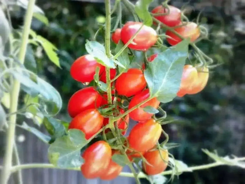 Super Sweet Red Grape Tomato Seeds. HEIRLOOM VEGETABLES - Caribbean garden seed