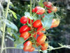 Super Sweet Red Grape Tomato Seeds. HEIRLOOM VEGETABLES - Caribbean garden seed
