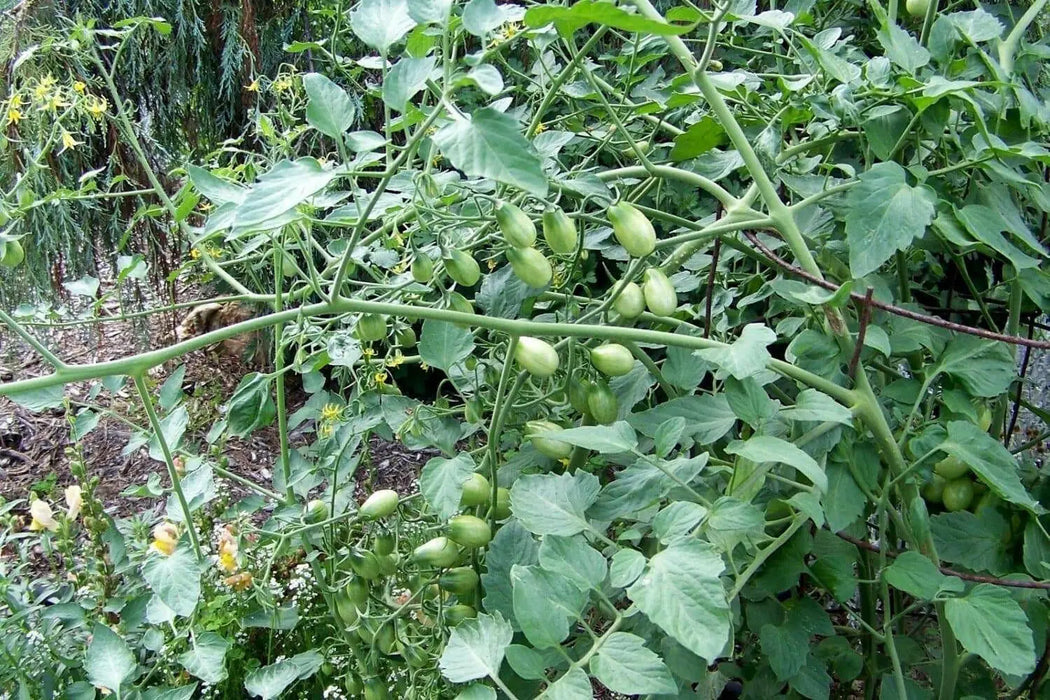 Super Sweet Red Grape Tomato Seeds. HEIRLOOM VEGETABLES - Caribbean garden seed