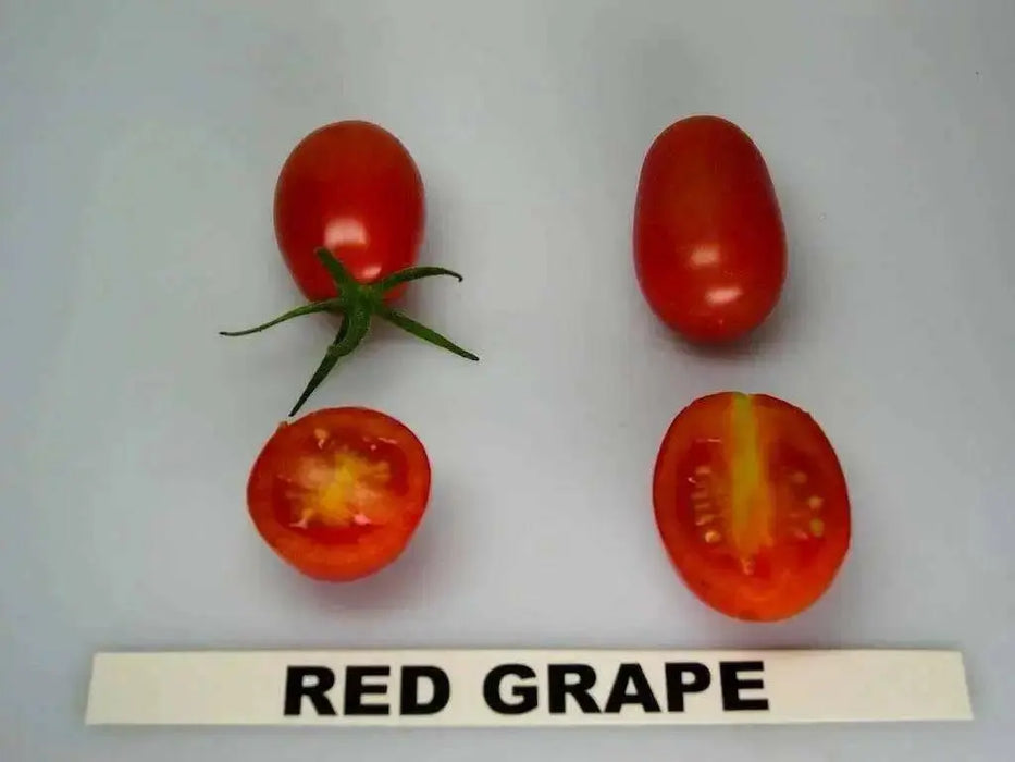 Super Sweet Red Grape Tomato Seeds. HEIRLOOM VEGETABLES - Caribbean garden seed