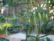 Super Sweet Red Grape Tomato Seeds. HEIRLOOM VEGETABLES - Caribbean garden seed