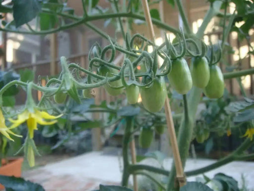 Super Sweet Red Grape Tomato Seeds. HEIRLOOM VEGETABLES - Caribbean garden seed