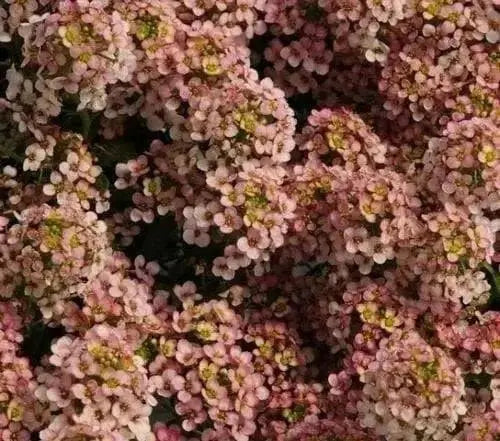 SWEET Alyssum Seeds, Bonnet Peach , PERENNIAL FLOWERS - Caribbean garden seed