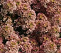 SWEET Alyssum Seeds, Bonnet Peach , PERENNIAL FLOWERS - Caribbean garden seed