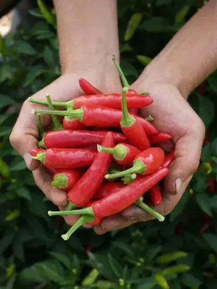Super Chili PEPPER SEEDS, Capsicum Annuum, - Caribbean garden seed