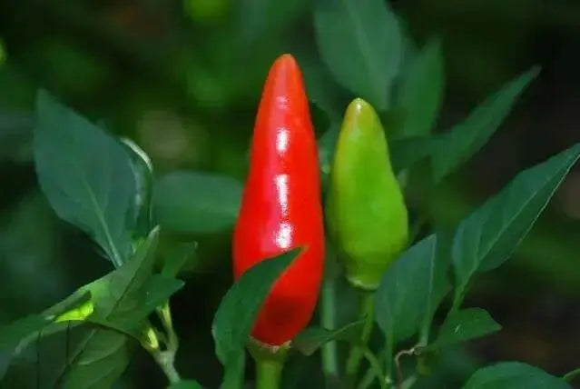 Super Chili PEPPER SEEDS, Capsicum Annuum, - Caribbean garden seed