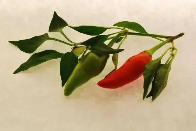 Super Chili PEPPER SEEDS, Capsicum Annuum, - Caribbean garden seed