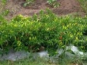 Super Chili PEPPER SEEDS, Capsicum Annuum, - Caribbean garden seed