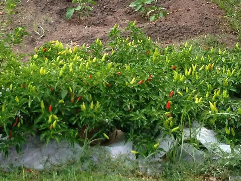 Super Chili PEPPER SEEDS, Capsicum Annuum, - Caribbean garden seed