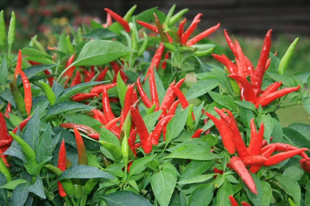 Super Chili PEPPER SEEDS, Capsicum Annuum, - Caribbean garden seed