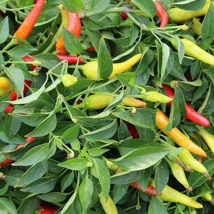 Super Chili PEPPER SEEDS, Capsicum Annuum, - Caribbean garden seed