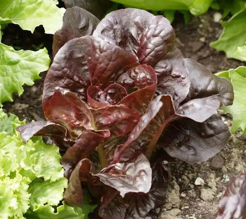 SUPER RED ROMAINE Lettuce ,ANNUAL VEGETABLE SEEDS - Caribbean garden seed