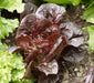SUPER RED ROMAINE Lettuce ,ANNUAL VEGETABLE SEEDS - Caribbean garden seed