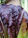 SUPER RED ROMAINE Lettuce ,ANNUAL VEGETABLE SEEDS - Caribbean garden seed