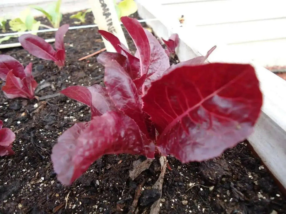SUPER RED ROMAINE Lettuce ,ANNUAL VEGETABLE SEEDS - Caribbean garden seed