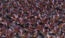 SUPER RED ROMAINE Lettuce ,ANNUAL VEGETABLE SEEDS - Caribbean garden seed