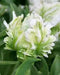 Super Parrot tulip-Bulbs,12/+cm, FALL PLANTING - Caribbean garden seed