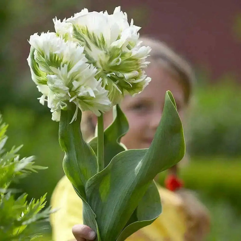 Super Parrot tulip-Bulbs,12/+cm, FALL PLANTING - Caribbean garden seed