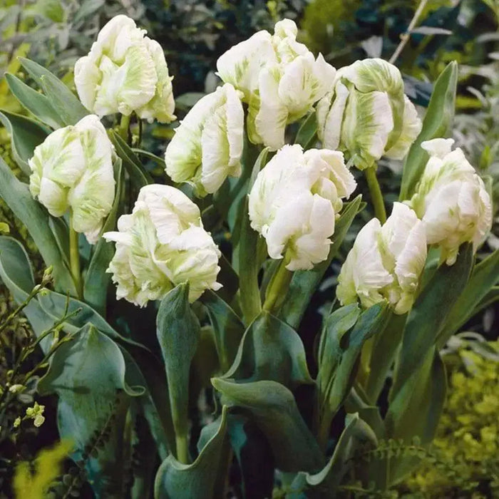 Super Parrot tulip-Bulbs,12/+cm, FALL PLANTING - Caribbean garden seed