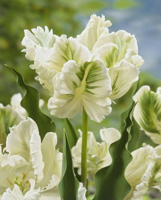 Super Parrot tulip-Bulbs,12/+cm, FALL PLANTING - Caribbean garden seed