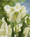 Super Parrot tulip-Bulbs,12/+cm, FALL PLANTING - Caribbean garden seed