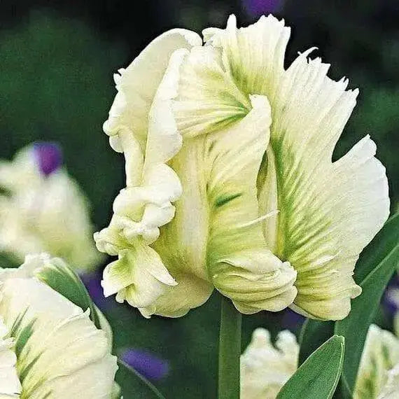 Super Parrot tulip-Bulbs,12/+cm, FALL PLANTING - Caribbean garden seed