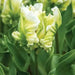 Super Parrot tulip-Bulbs,12/+cm, FALL PLANTING - Caribbean garden seed