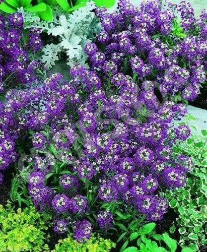 Sweet Alyssum Seeds-(Royal Carpet) - Perennial - Caribbean garden seed
